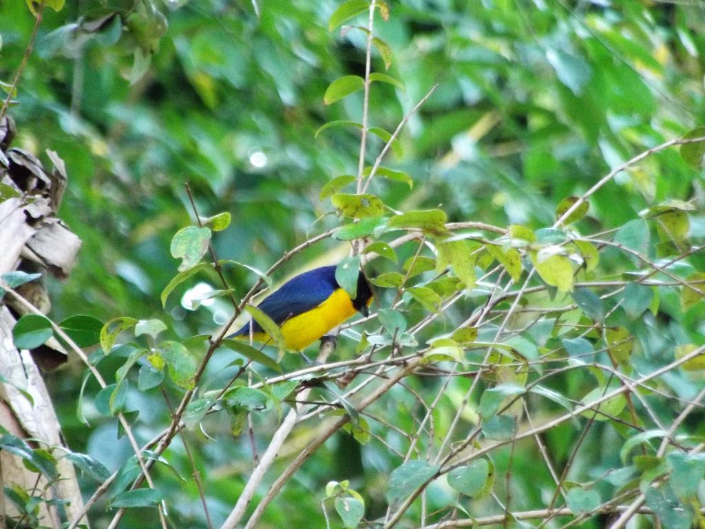 Pousada Miracolo Paraty Bagian luar foto